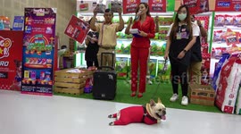 Chiang Mai Pet Fair goes ahead despite Covid pandemic