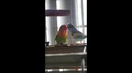 Rescued lovebird gets smooches from adopted budgie sibling