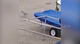 Video shows a seagull caught playing 'football' in a carpark