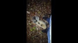 'I'm not food!' Skunk attempts to take chunk out of US man's shoe