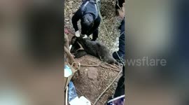 Police officers save Asian black bear caught in hunting trap in southern China