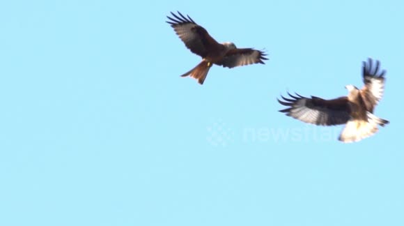 Excited photographer captures birds of prey challenging each other mid-air