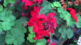 Flower in Greek garden