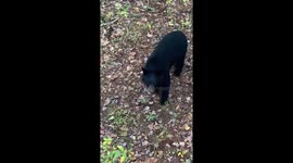 My yearly visiter on deer archery opening day