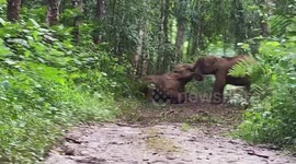 Playful baby elephants slap each other over the head with their trunks in Thailand