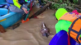 Drowning horse rescued after being swept away by floods in Thailand