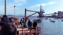 Sea Lion's ability to catch food
