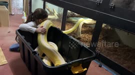 UK girl pets huge 15-foot reticulated python as she places it back into enclosure