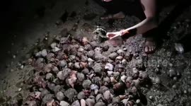 Thousands of hermit crabs wash up on beach in southern Thailand
