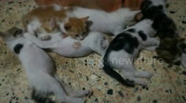 Family Raised Six Kittens In Egypt