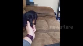 Epic Battle Between Dachshund And The Hair Dryer