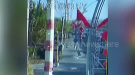 Swan runs in front of traffic after flying into power lines above highway in northwest China