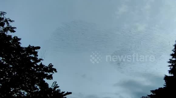 Flock Flies In Formation Near The Town