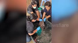 Catfish saved after swallowing Mickey Mouse baseball cap and floating in pond for four days