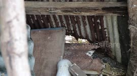 Reptile catcher carries monitor lizard away while riding pillion on motorcycle