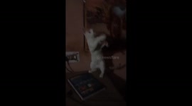 Cat fighting with a cloth madly