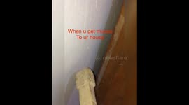 Mouse smart to hide from you