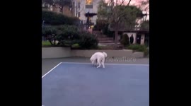 Dog Playing With Ball Like Human