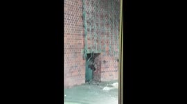 Baby Chimpanzee Stopped Playing by Parent