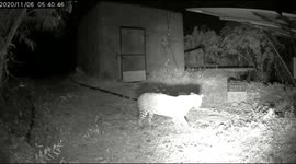 Heartwarming moment injured leopard cub is reunited with mother after 19 days