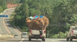 Farmworkers cling to the outside of over-loaded pickup-up truck