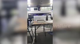 Cat fascinated by watching printing machine