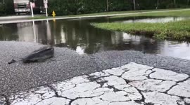 Imposter: Catfish takes to land in South Florida after Storm Eta floods streets
