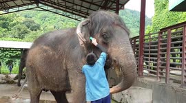 Elderly elephant becomes a hit after growing impressive fringe