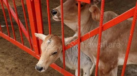 Baby calf helps friend with head stuck in bars