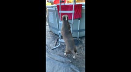 Dog Fails Trying To Make Into The Swimming Pool