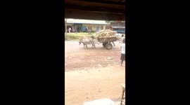Boy whipping a donkey mercilessly