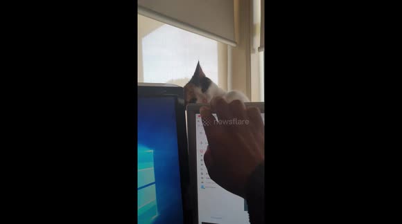 Cat doesn't want owner to work on computer and just wants to play