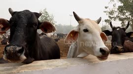 Shelter in India looks after thousands of abandoned cows in northern India
