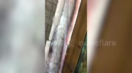 Huge Oarfish caught on same day that two earthquakes hit Taiwan