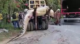 Crocodile weighing almost a tonne caught in drain in Malaysia