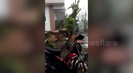 Trees blown over as strong winds batter the Philippines during Typhoon Vamco