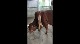 Strangely, the cow has 6 legs and 2 tails in Vietnam