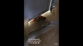 Typhoon Vamco flood gave me a pet 