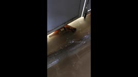 Typhoon Vamco Flood gave me a pet fish! Part 1