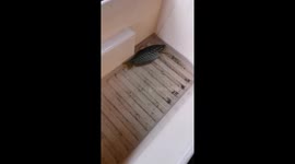 Typhoon Vamco FLOOD gave me a pet fish! part 2