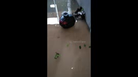 Typhoon Vamco flood gave me a pet fish Part 5