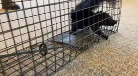 Wildlife control relocate squirrel family after they break into library in Canada