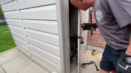 Raccoon Tenants Living Inside A Shed