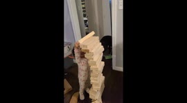 Toddler experiences what 'disappointment really feels like' as Jenga tower collapses