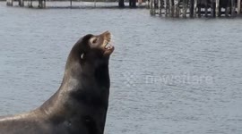 Sealions of Crescent City, California