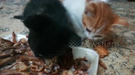 Nathaniel Black Cat Was Hungry Along With Sister Jacklin