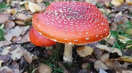 Mushroom Magic: Weird and wonderful fungi of London's Richmond Park