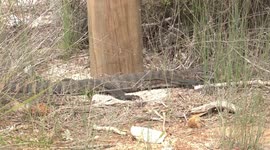 No peace for this lizard – first attacked by ants, then a bird