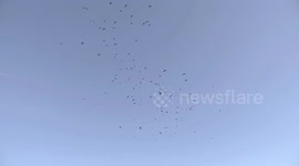 Large flock of Alpine Choughs flying
