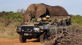Close elephant encounter on safari in South Africa